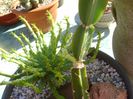 Cissus quadrangularis, lastar nou