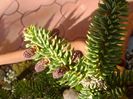 Abies pinsapo, conuri