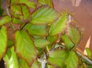 Arbore magic persan