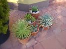 Agave