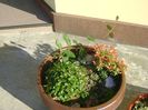 Pieris japonica & Cotoneaster & Lonicera sempervirens Dropmore Scarlet