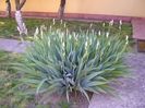 Iris, boboci