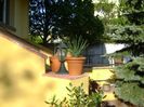 Primavara in curte