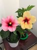 27.04.2017 - Pink Dream & Fidjian Yellow