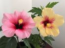 27.04.2017 - Pink Dream & Fidjian Yellow