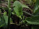 Salvia nemorosa