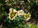 flaming springgreen