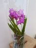 Vanda vas sticla - 130