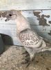 IMG-20170428-WA0011