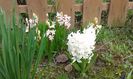 Hyacinthus orientalis 27.03.2016