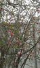 Chaenomeles japonica 27.03.2016