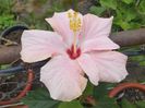 Cairo pink