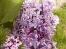 Syringa vulgaris fl. involte parfumate