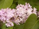 Syringa Belle de Nancy