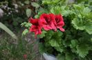 Candy Flower Dark Red