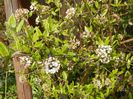 viburnum burkwoodii
