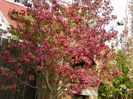 malus Rudolph