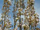 prunus Amanogawa mare