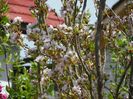 prunus Amanogawa mare