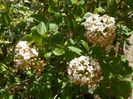 viburnum carlcephalum