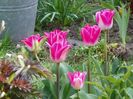 26 apr (6)
