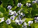 viola sororia Hungarian Beauty