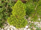 picea conica glauca