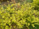 spiraea Gold Mound