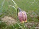 fritillaria Uva Vulpis