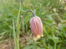 fritillaria Uva Vulpis