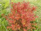 spiraea Magic Carpet