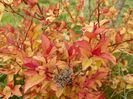 spiraea Firelight