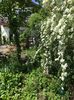 Spiraea