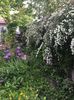 Spiraea