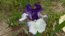 Inca micut , prima floare