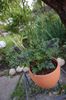 Pelargonium Pinewood