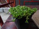 delosperma nubigenum