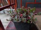 sedum spurium tricolor