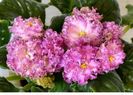 IMG-20170501-WA0351