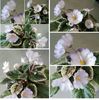 IMG-20170501-WA0336