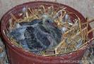 14_Day_Old_baby_racing_pigeon