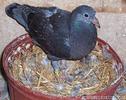 25_Day_Old_baby_racing_pigeon