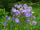 Aquilegia blue and white
