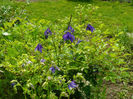 Aquilegia Mc Cana hibrid