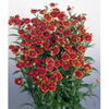 helenium-autumnale-helena-red-shades-g-9