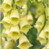 digitalis-grandiflora-dwarf-carillion-g-9