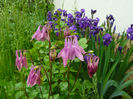 Aquilegia si irisi intermediata