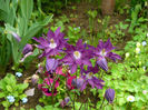 Aquilegia