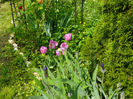 Alibi tulips