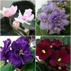 IMG-20170501-WA0222